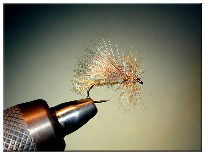 I've been liking this slightly odd caddis pattern. It's a